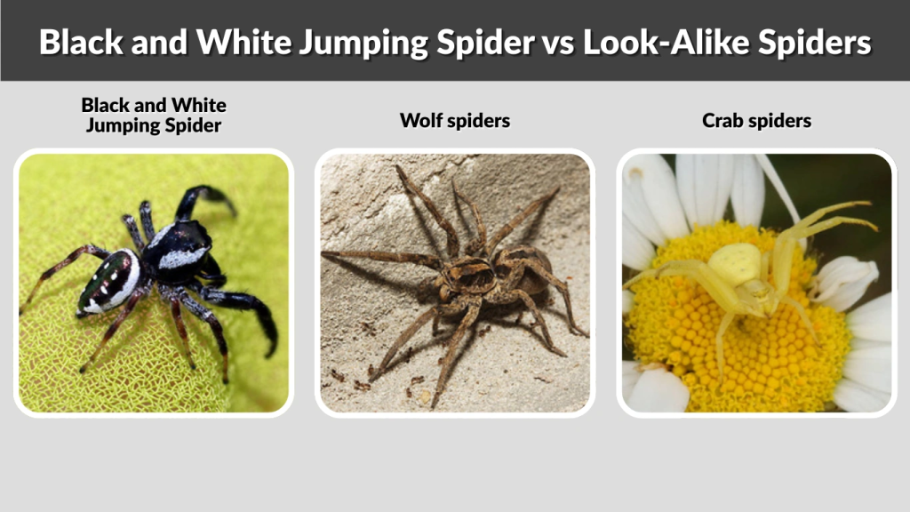 Black and White Jumping Spider vs Look-Alike Spiders