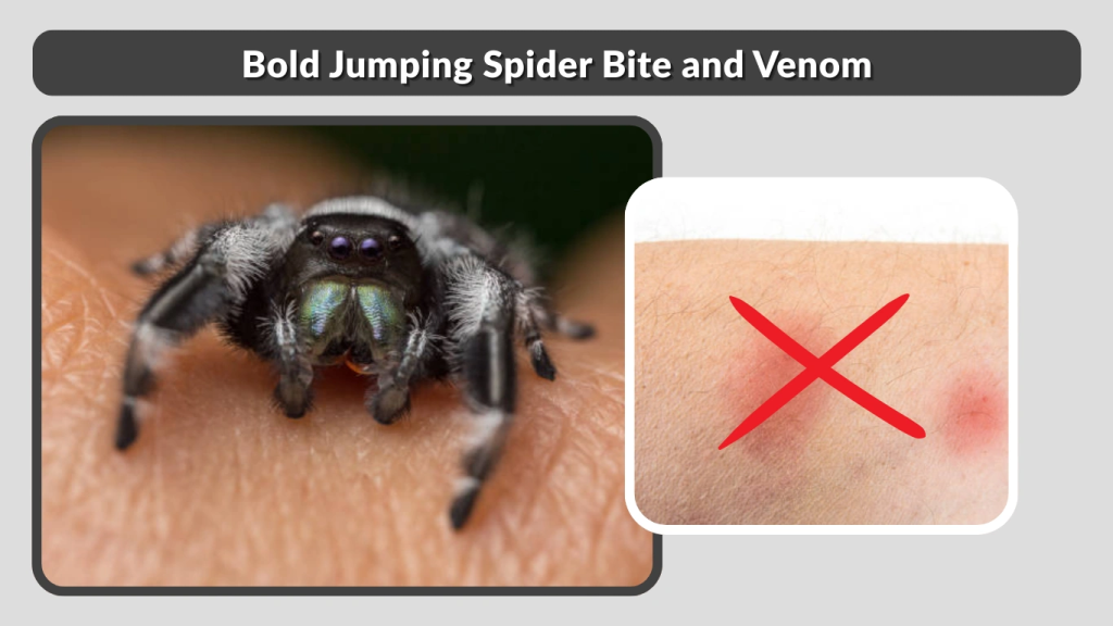 Bold Jumping Spider Bite and Venom