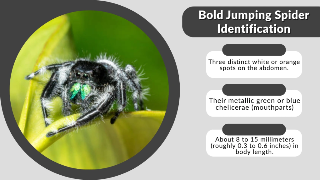 Bold Jumping Spider Identification