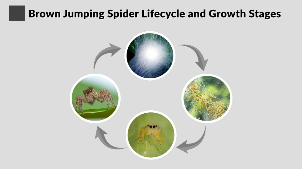 Brown Jumping Spider Lifecycle and Growth Stages