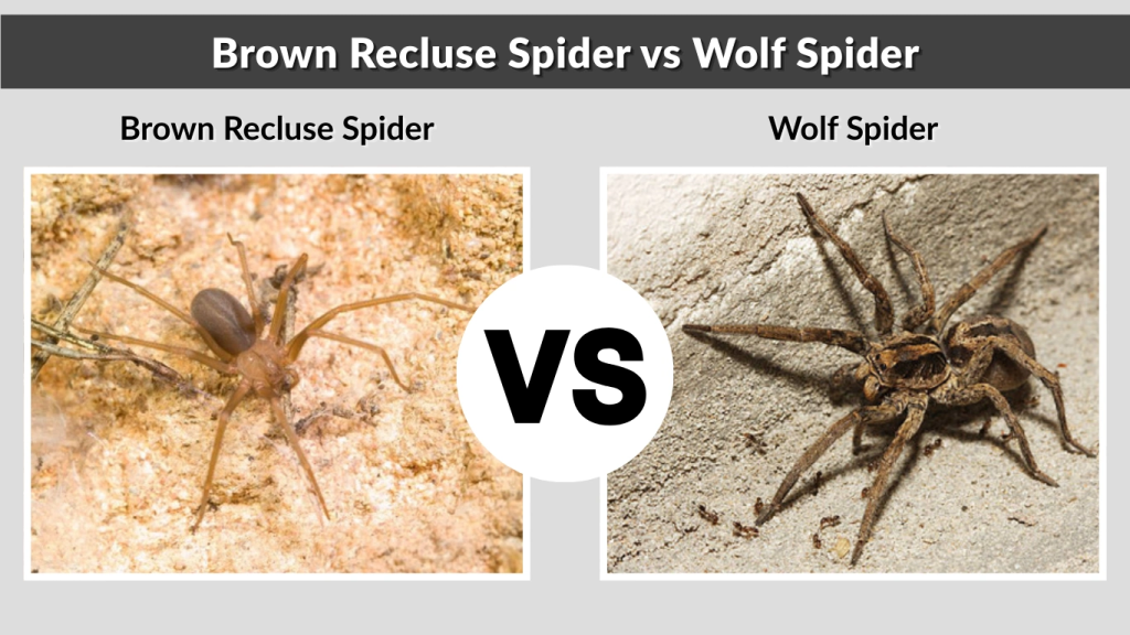 Brown Recluse Spider vs Wolf Spider