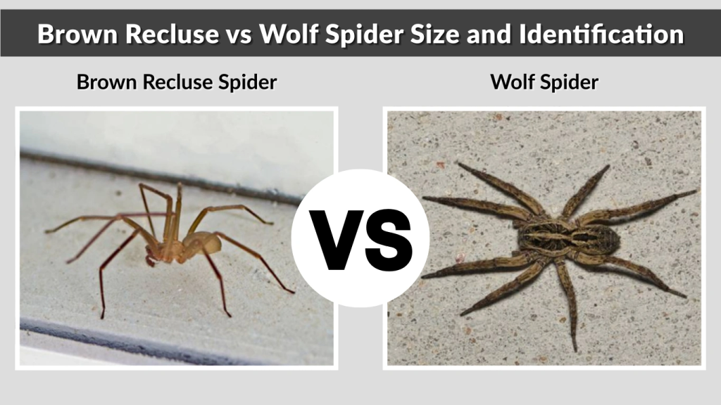 Brown Recluse vs Wolf Spider Size and Identification