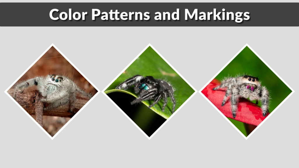 Color Patterns and Markings