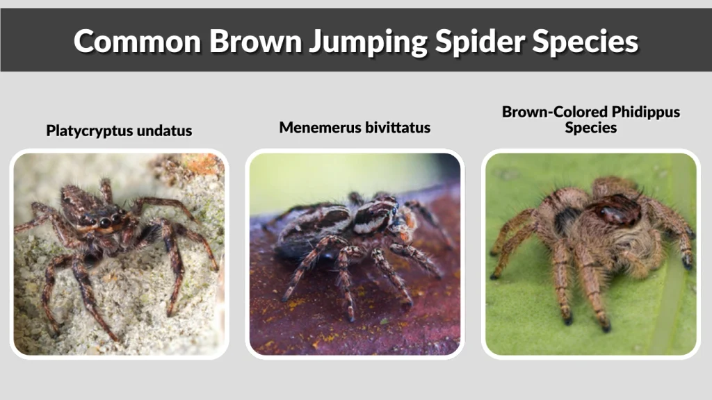 Common Brown Jumping Spider Species