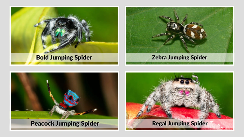 Common Types of Jumping Spiders and How to Recognize Them