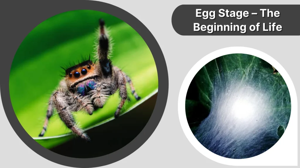 Egg Stage – The Beginning of Life