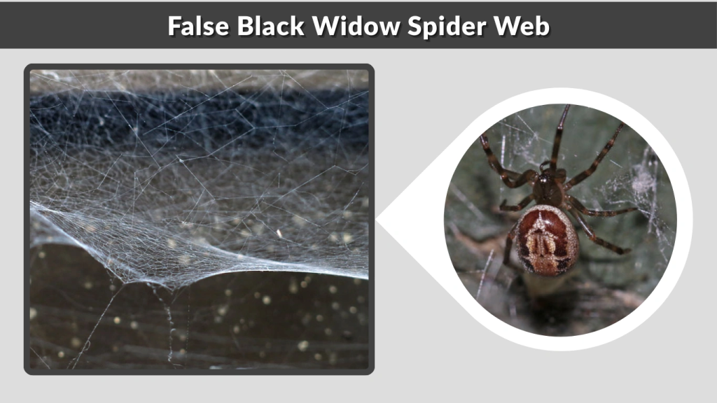 False Black Widow Spider Web
