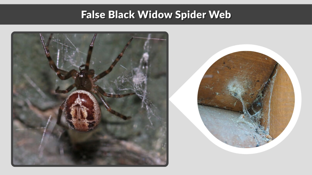 False Black Widow Spider Web