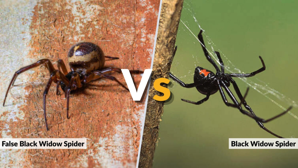 False Black Widow Spider vs Black Widow Spider