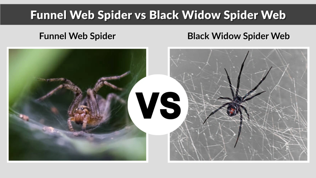 Funnel Web Spider vs Black Widow Spider Web