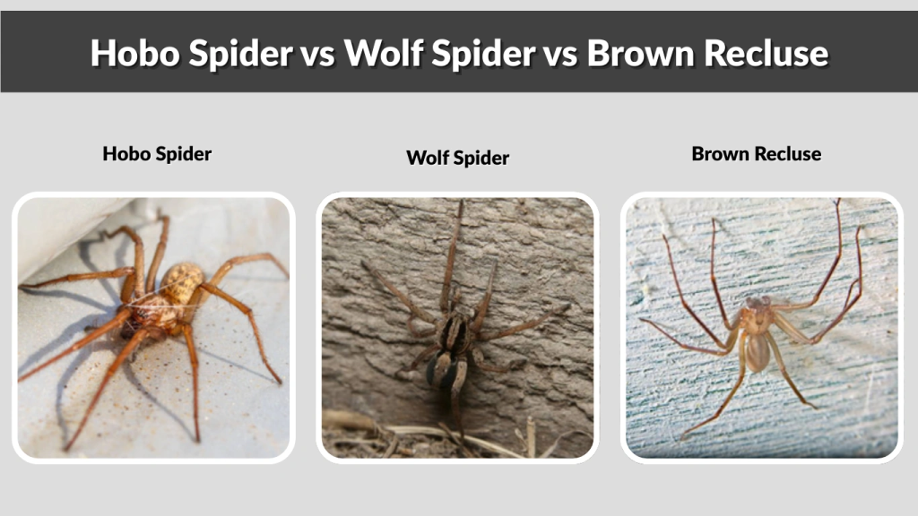 Hobo Spider vs Wolf Spider vs Brown Recluse