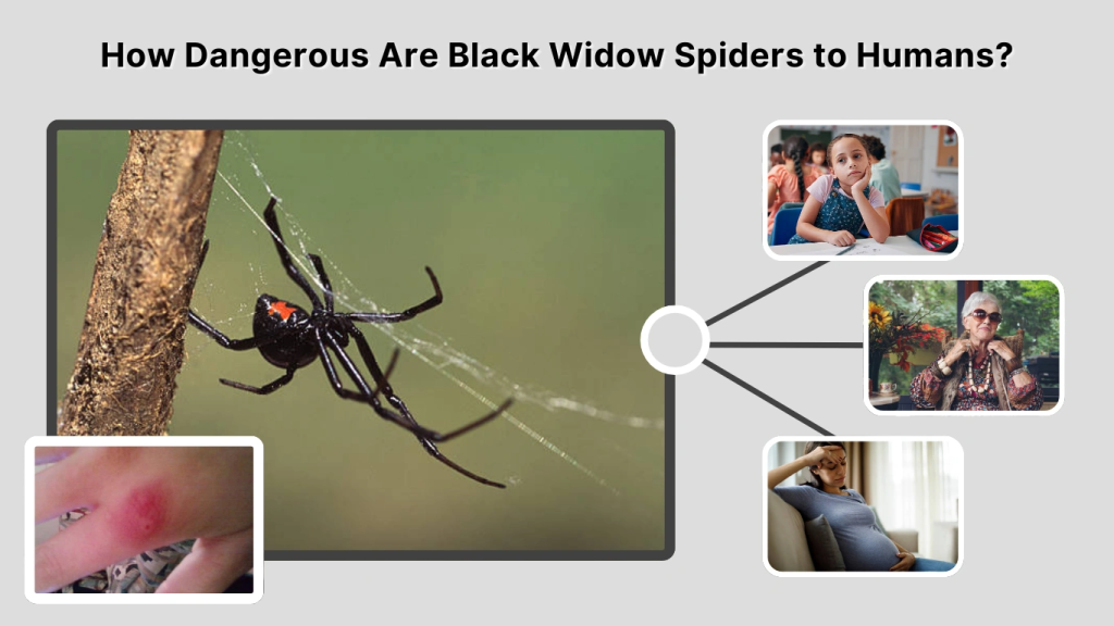 How Dangerous Are Black Widow Spiders to Humans