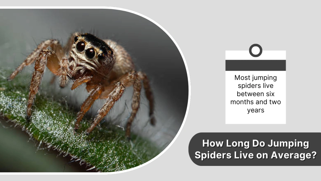 How Long Do Jumping Spiders Live on Average