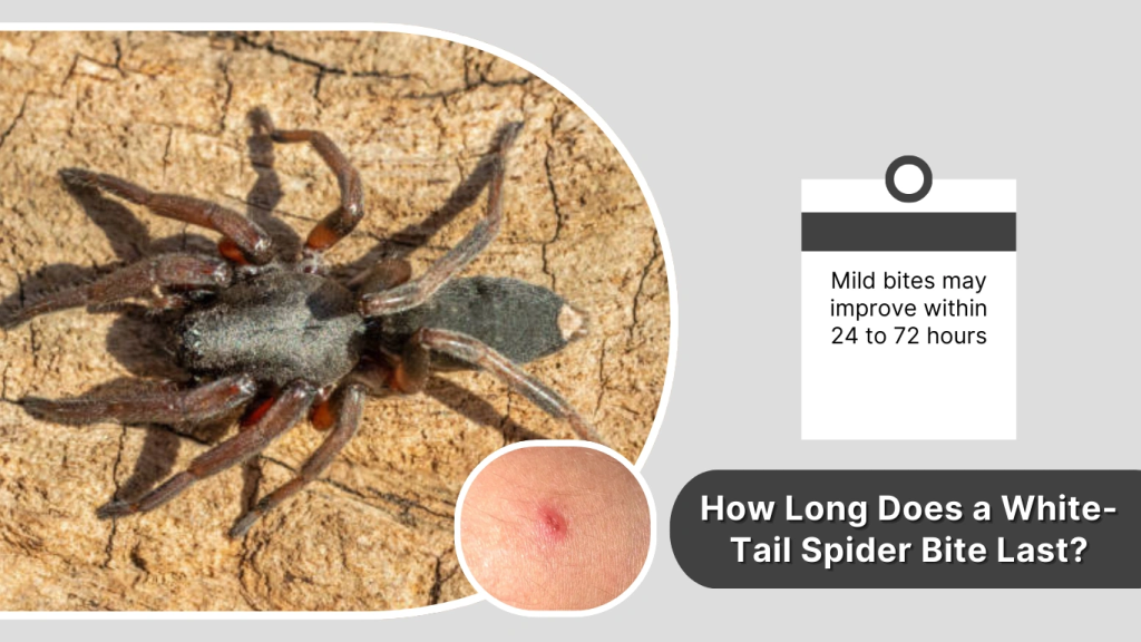 How Long Does a White-Tail Spider Bite Last