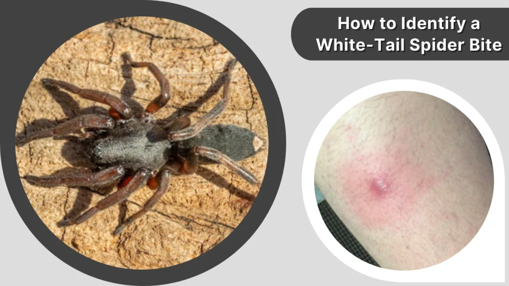 How to Identify a White-Tail Spider Bite