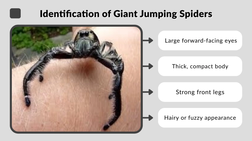 Identification of Giant Jumping Spiders