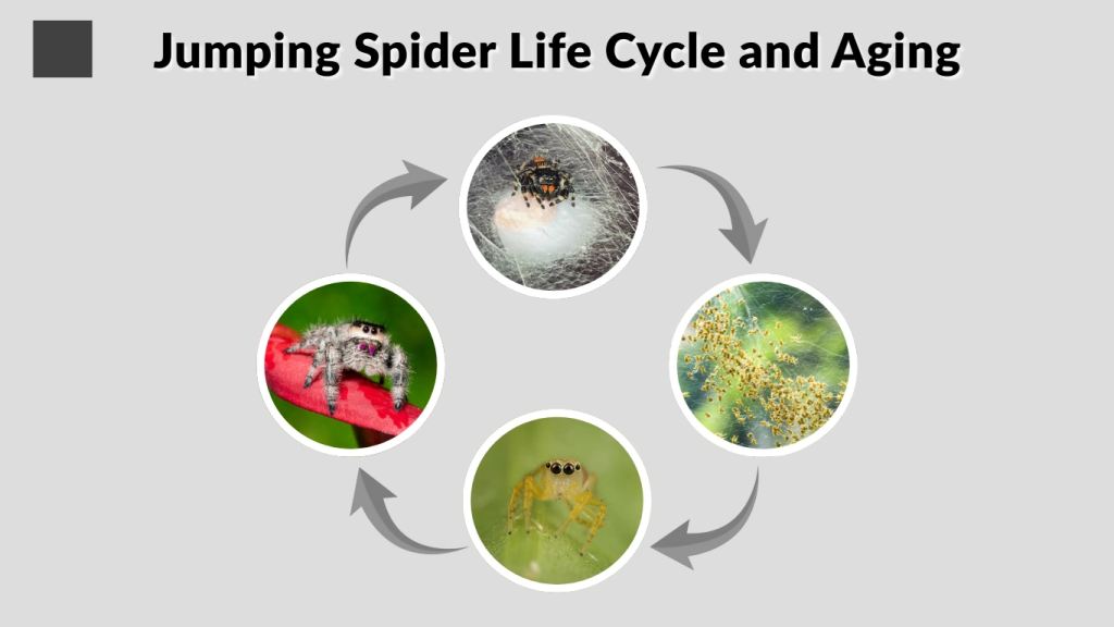 Jumping Spider Life Cycle and Aging