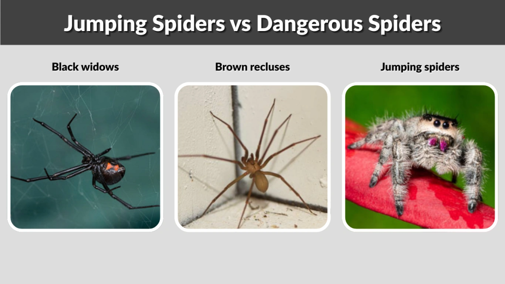 Jumping Spiders vs Dangerous Spiders