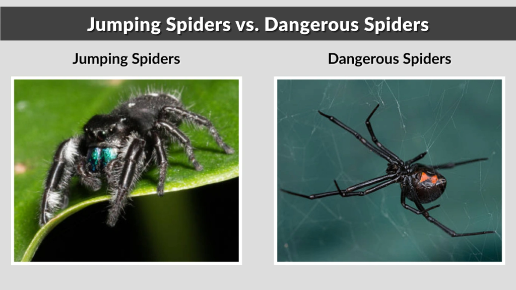 Jumping Spiders vs. Dangerous Spiders