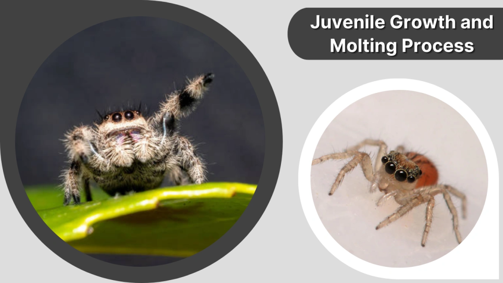 Juvenile Growth and Molting Process
