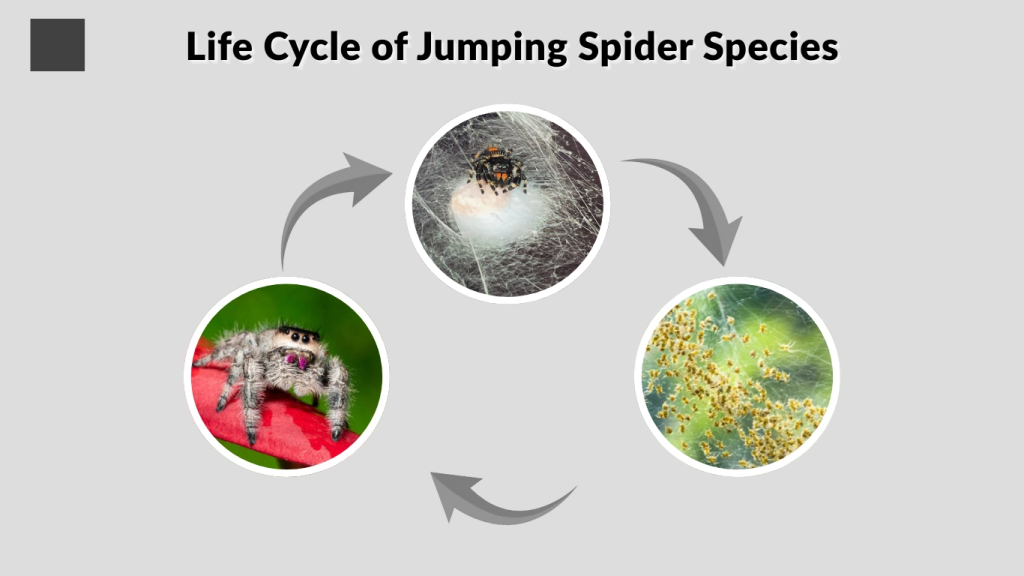 Life Cycle of Jumping Spider Species