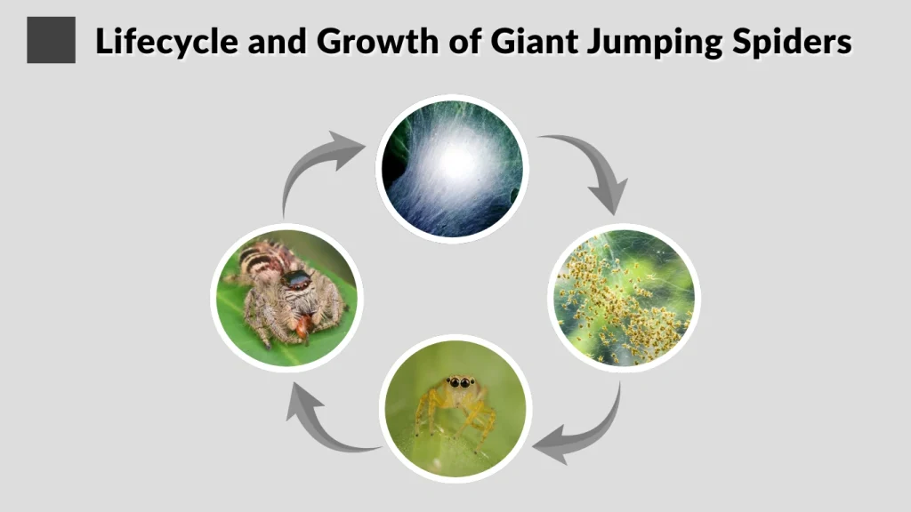 Lifecycle and Growth of Giant Jumping Spiders