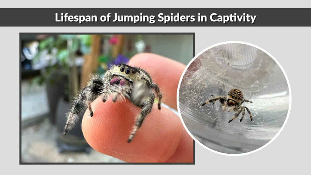 Lifespan of Jumping Spiders in Captivity