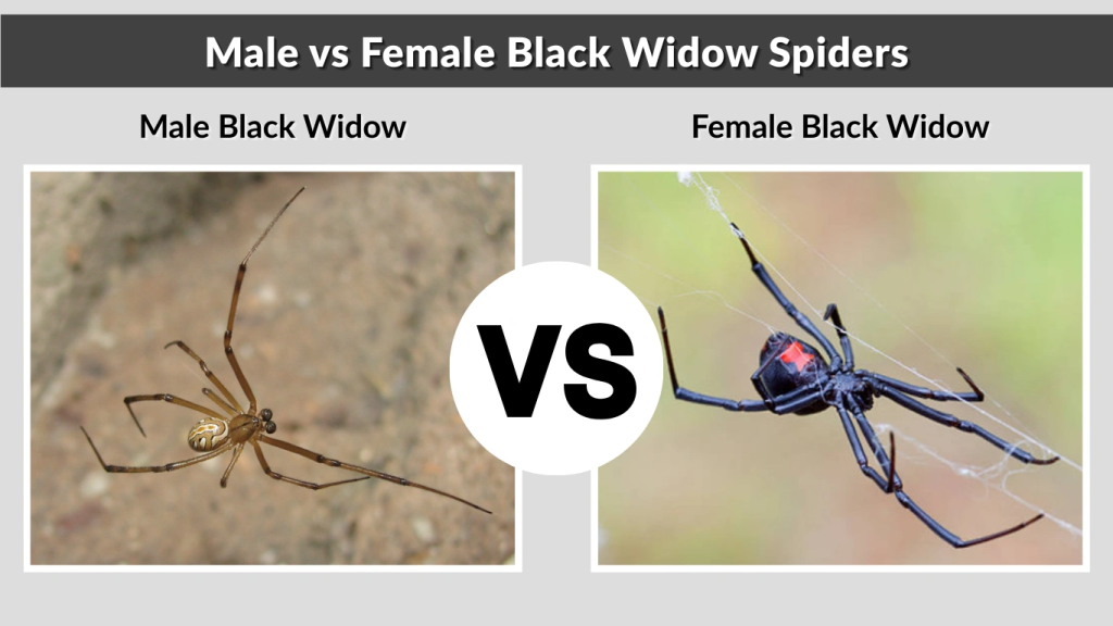 Male vs Female Black Widow Spiders