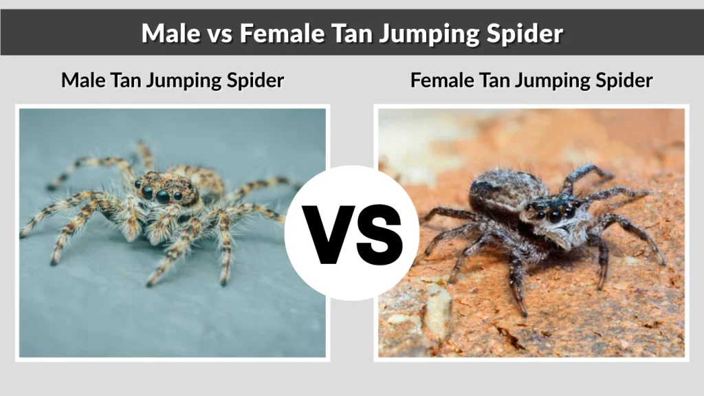 Male vs Female Tan Jumping Spider
