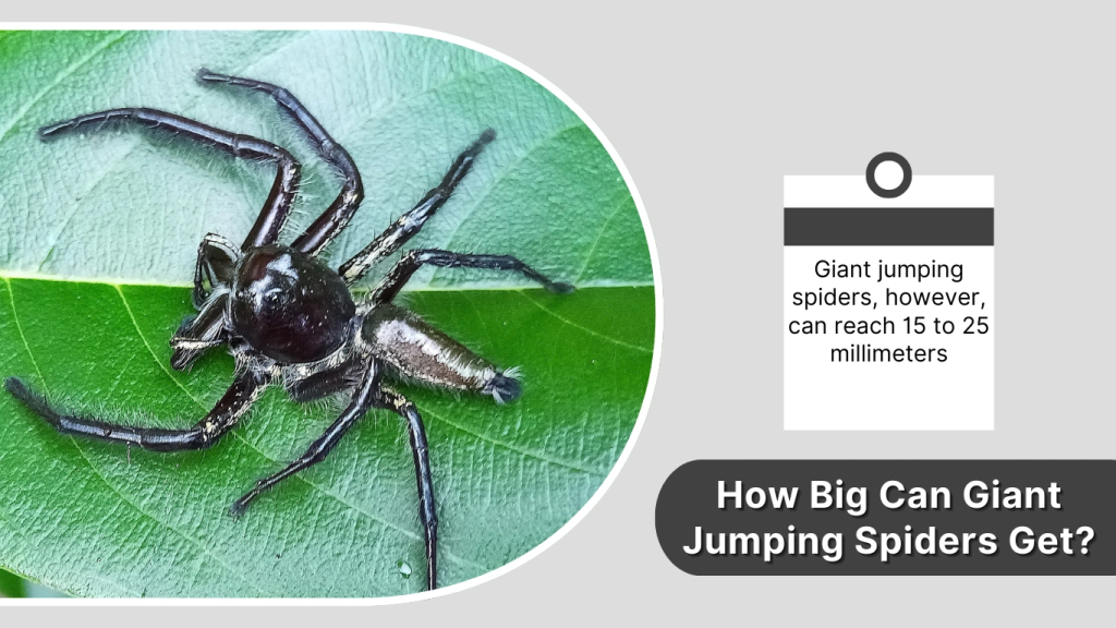 How Big Can Giant Jumping Spiders Get?