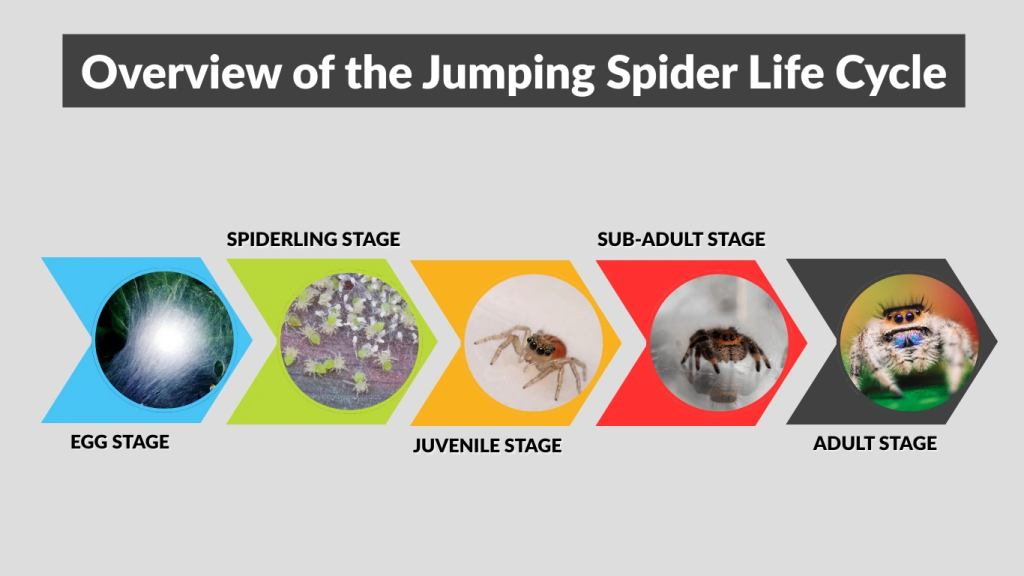 Overview of the Jumping Spider Life Cycle