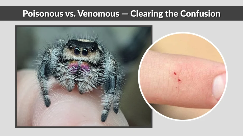 Poisonous vs. Venomous — Clearing the Confusion