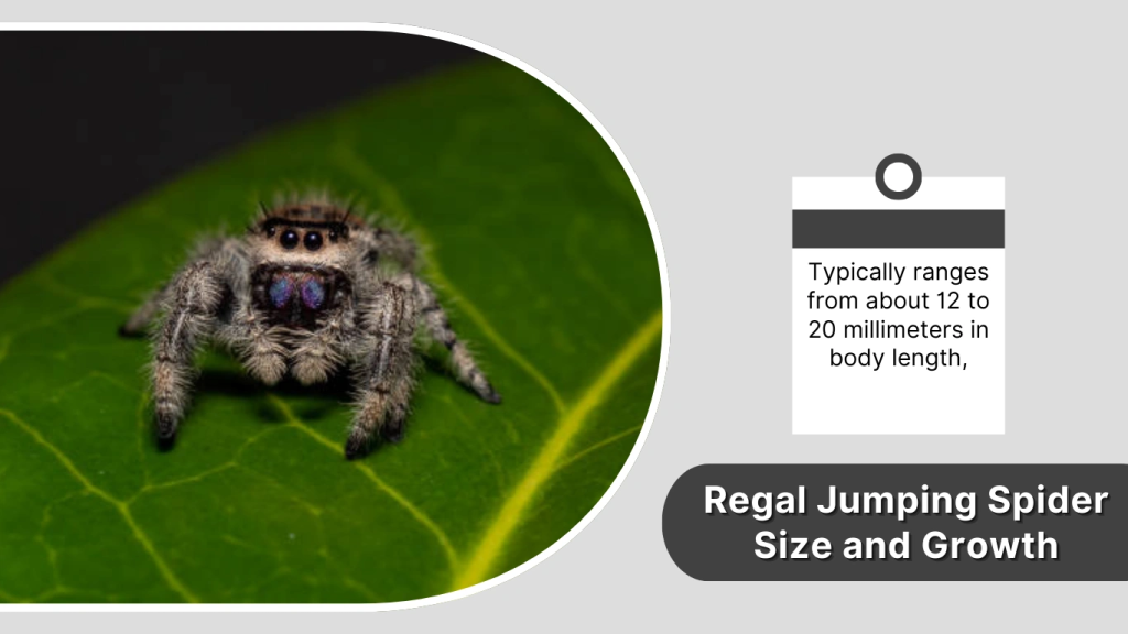 regal-jumping-spider-lifespan-size-care-facts