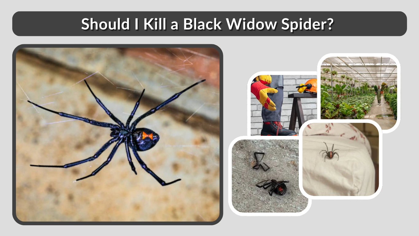Should I Kill a Black Widow Spider (Inside vs Outside Guide)