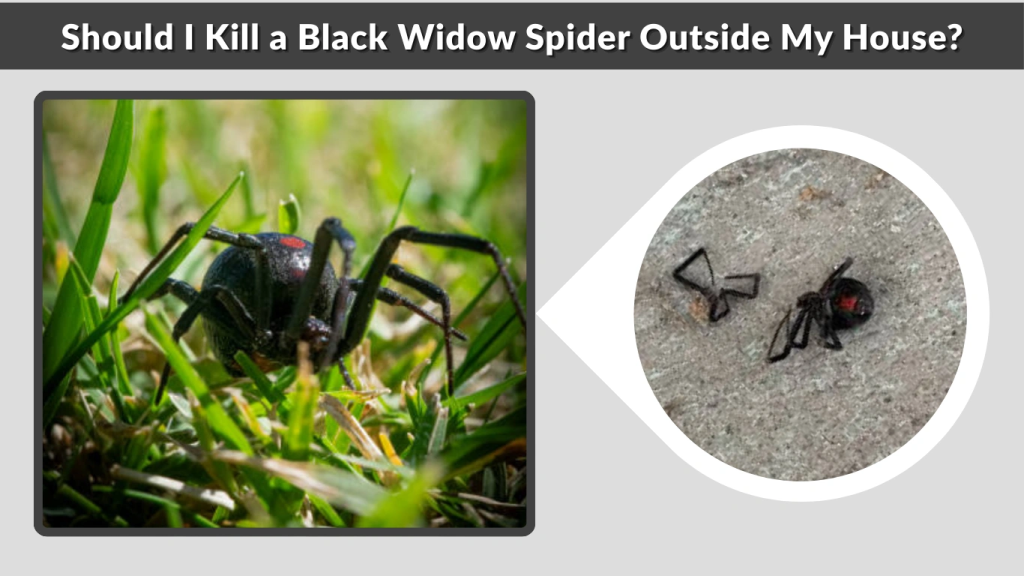 Should I Kill a Black Widow Spider Outside My House
