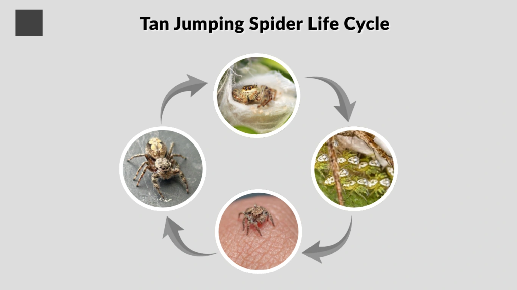 Tan Jumping Spider Life Cycle
