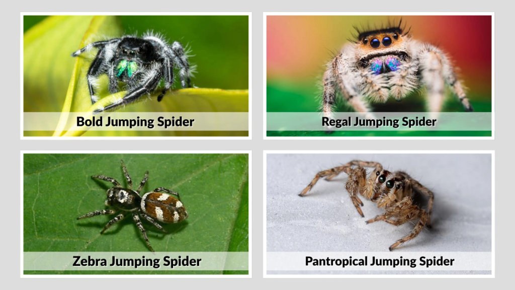 Well-Known Jumping Spider Species