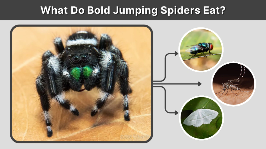 What Do Bold Jumping Spiders Eat