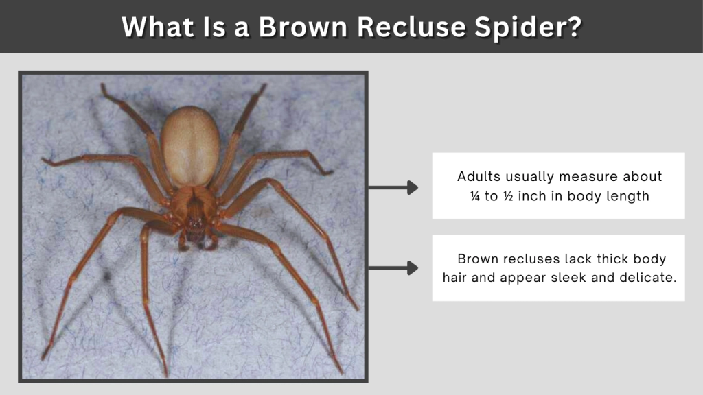 What Is a Brown Recluse Spider