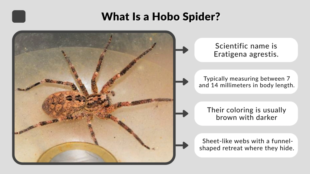 What Is a Hobo Spider