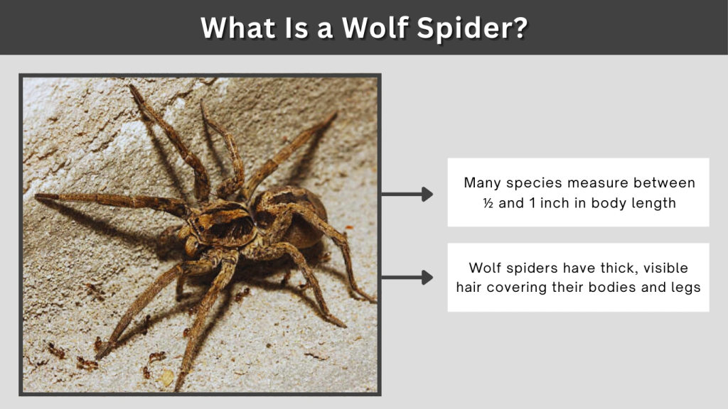 What Is a Wolf Spider