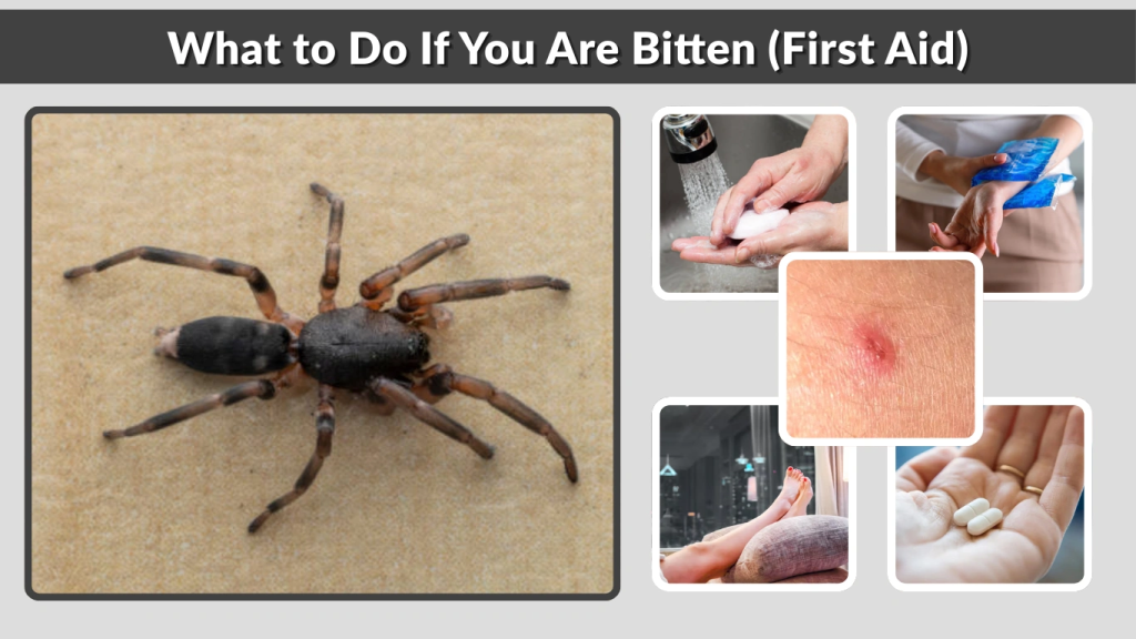 What to Do If You Are Bitten (First Aid)