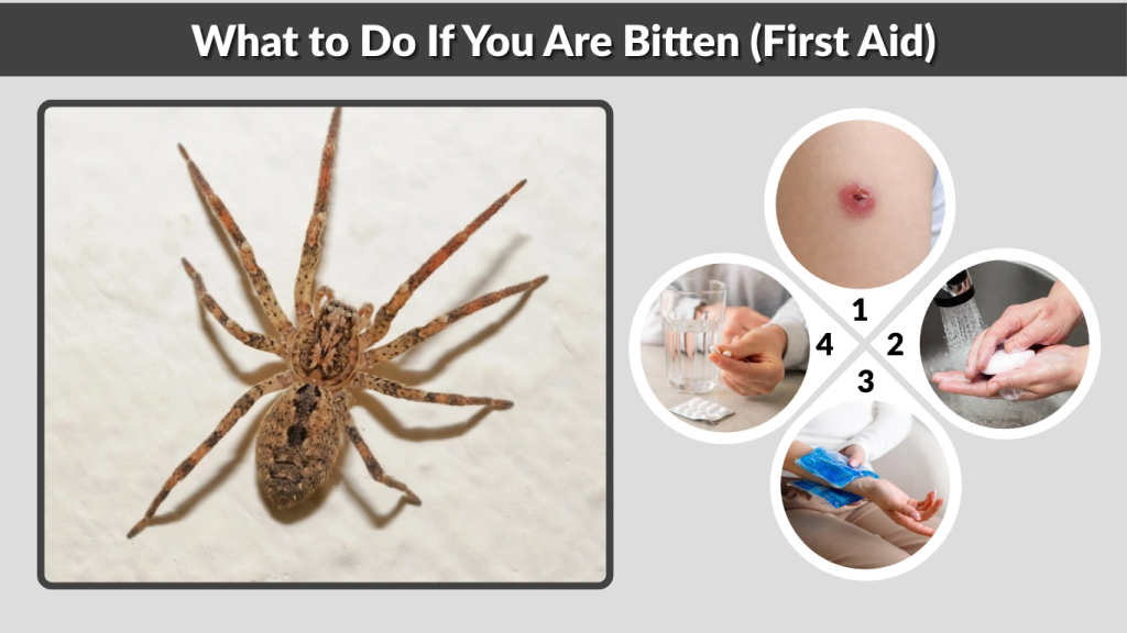 What to Do If You Are Bitten (First Aid)