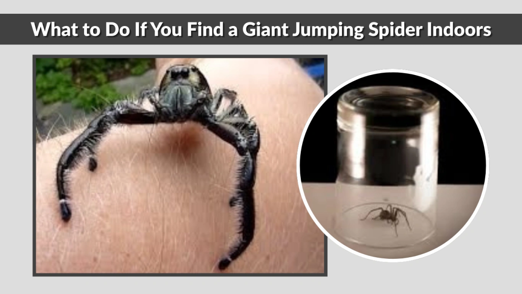 What to Do If You Find a Giant Jumping Spider Indoors