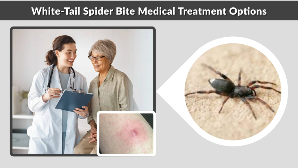 White-Tail Spider Bite Medical Treatment Options