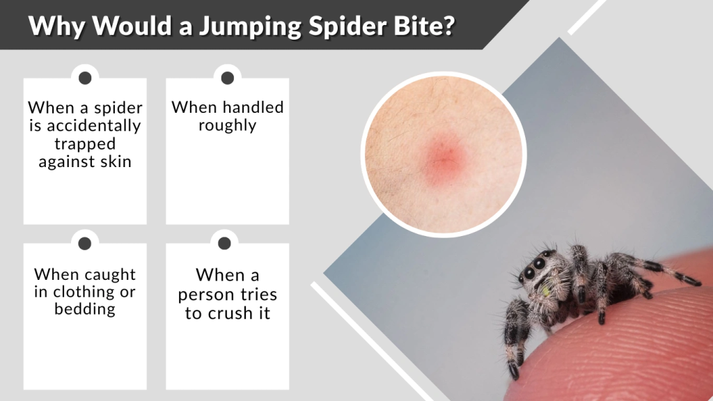 Why Would a Jumping Spider Bite