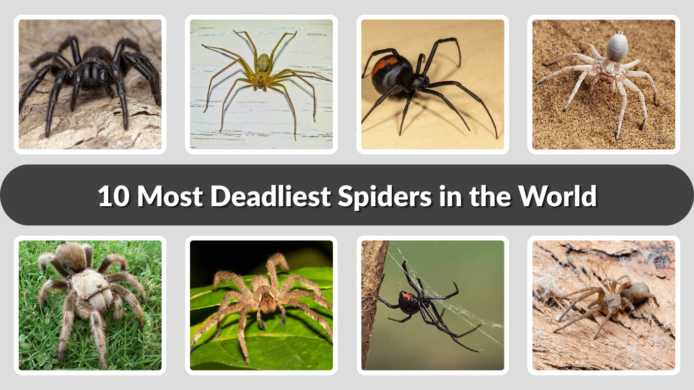 10 Most Deadliest Spiders in the World You Should Know 
