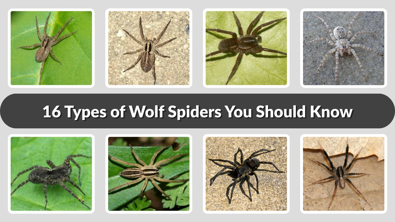 16 Types of Wolf Spiders You Should Know