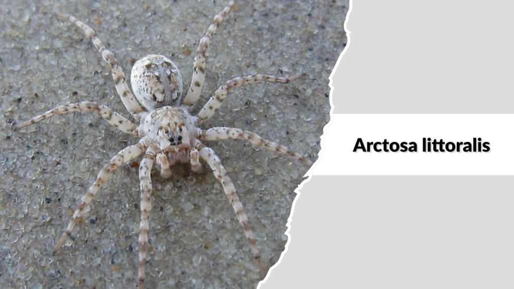 Arctosa littoralis
