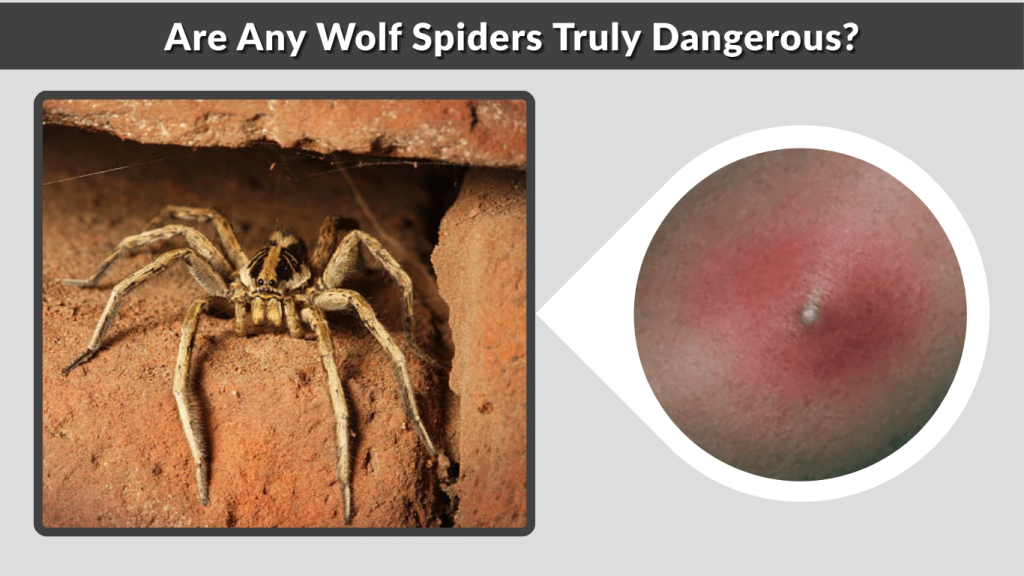 Are Any Wolf Spiders Truly Dangerous